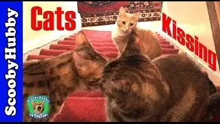 Cats Kissing