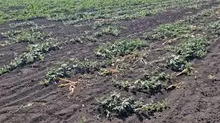 баштан треба полоти щоб не було ні одного бурьяна