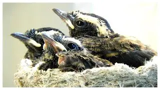 New Chicks - Willie wagtail