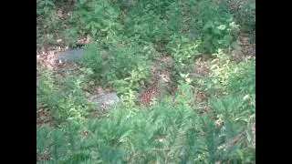 Bambi camp out