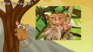 Meet the Animals 294: Tarsier