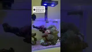 #coralreef