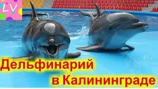 ДЕЛЬФИНАРИЙ и немножко детских книг.