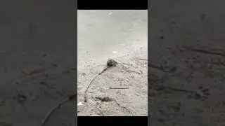 лягуха #шайлураптор #индоминусяйца