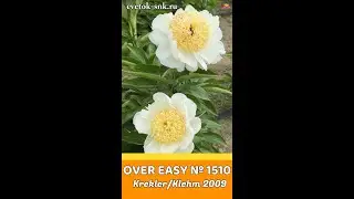Пион Over Easy / Сад Ворошиловой #shorts #overeasy #садворошиловой #цветы #пионы #peony