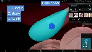 Gallbladder | Dimensions of Gallbladder | Fundus and Body of Gallbladder and Relations