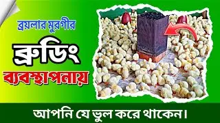 কয়লা দিয়ে মুরগির ব্রুডিং পদ্ধতি ।