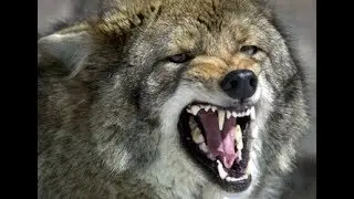 Coyote Vs Turtle