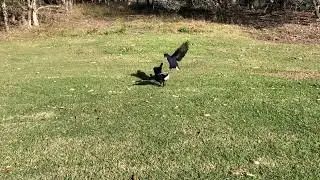 May weather vs pac man real fight
