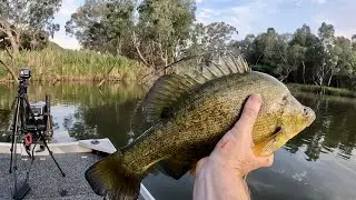 Yellowbelly Fishing | Golden Hour on the Murray