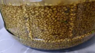 Recipe for wheat mash with wild yeast