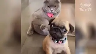 OMG Super Cute ♡ Best Funny Cats and Dogs Compilation