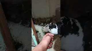 Гуля станет папой?🤩