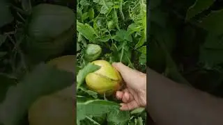 17 августа 2024 г.