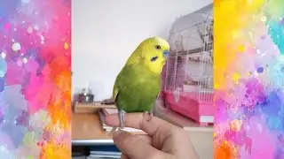 Am fost la veterinar cu Cipi și Maia. 😊