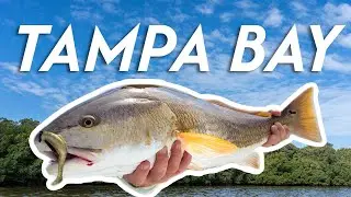 Crushing Tampa Bay Redfish on Artificials