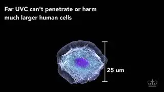 DONT KILL CEL HUMAN