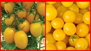 Огромная разница: томаты Карамель желтая и Ожерелье желтое.  Подмосковье