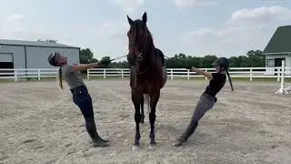 Parade Square - Husband Horse Training (intense)