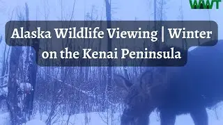 Alaska Wildlife Viewing | Winter on the Kenai Peninsula | Moose & Caribou