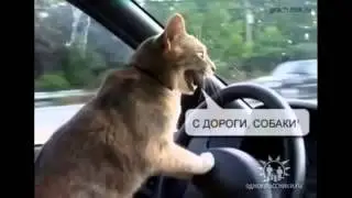 Приколы с кошками Коте зажигают Cat Кошки прикол юмор смех Пушной ржачь Смотри!