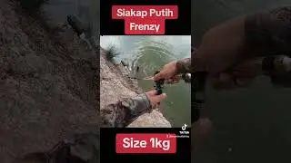 frenzy siakap putih