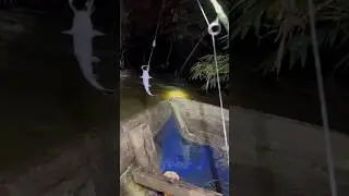 Mancing baung murai #iyanxyz #petualang #mancing #ikan #petualangan #bolang