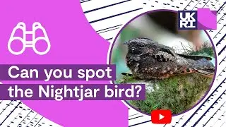 Can you spot the Nightjar bird? | #Camouflage #Perception