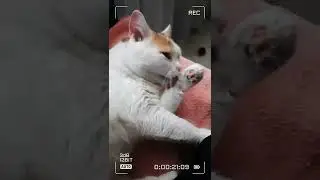 #МилаяМила