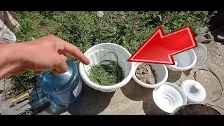 Сажай 💥ТОЛЬКО ТАК💥 цветы в горшки ✅ БУРНОЕ ЦВЕТЕНИЕ ВСЕ ЛЕТО