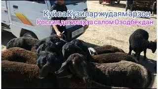 Куй_Кузи_нархлари Сешанби Мол бозори Нархлари
