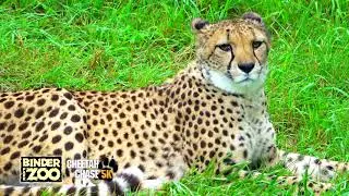 Binder Park Zoo | 0:30 TV Commercial | 5K Cheetah Chase | Battle Creek, Michigan