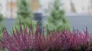 Garden Foresta в прямом эфире
