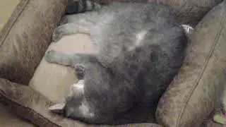 Jenny kitty sleeping