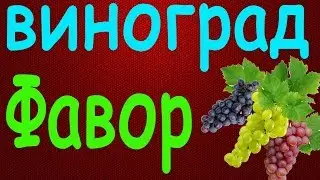 Виноград Фавор