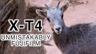 Unmistakably and Unapologetically Fujifilm - My Fujifilm X-T4 Review