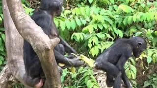 Feeding Time at Lola Ya Bonobo!