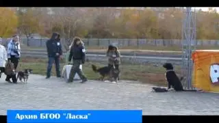 Чурбакова Екатерина 1522 Человек собаке друг