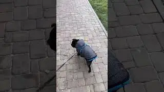 Мопс черепашка-ниндзя😂🥷🏻