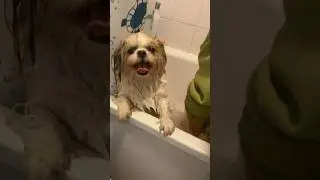 Come shower/bath with us #shihtzu #dogwash