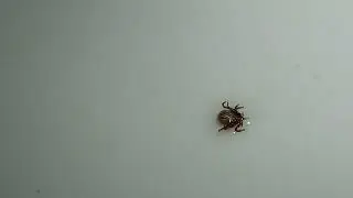 Test Macro Video by Motorola Moto G54