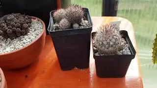 2020.115.Редкий кактус-раритет Pediocactus knowltonii. StayHome