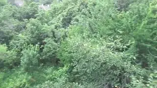 Живите ЗДОРОВО в зеленом, тенистом саду