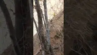 Tamanho de 1 OLIGATOR