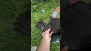 How to clip chickens' wings? 