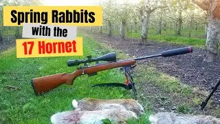 'Smashing' Spring Rabbits with the 17 Hornet