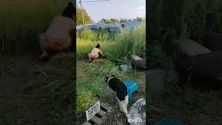 Окса под Коксом. ТЕРПЕНИЕ И ТРУД ВСЁ ПЕРЕТРУТ.
