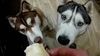 ХАСКИ И МОРОЖЕНОЕ.
