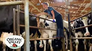 Milking Cows in an 8-Swing Parlor: See How it Works