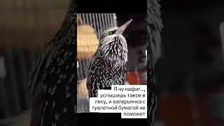 Необычное пение #пениептиц #скворец #птицы #природа #юмор #приколы